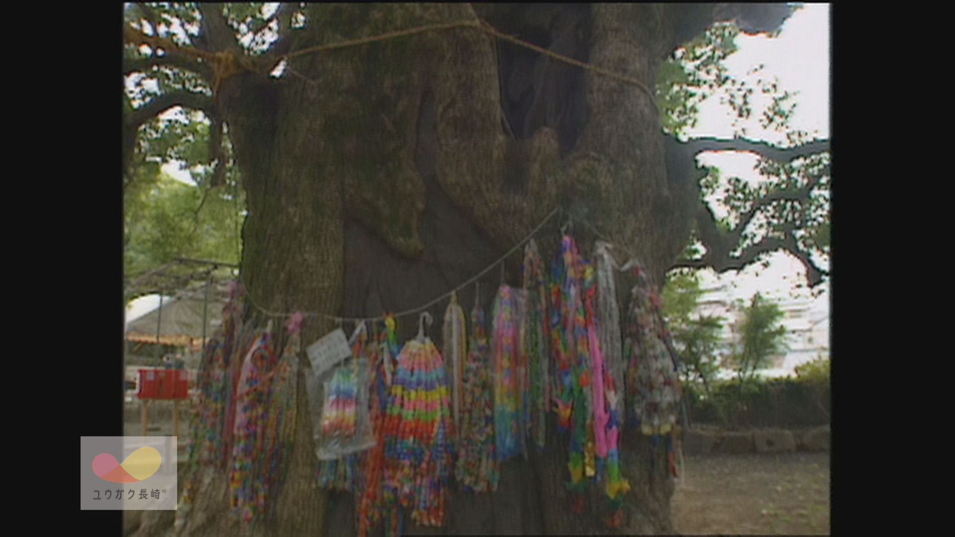 長崎原爆の生き証人～山王神社「被爆クスノキ」樹勢回復工事完了イメージ
